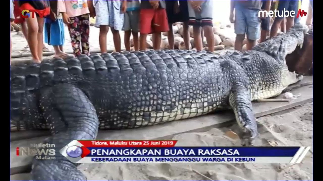 Meresahkan! Warga Kota Tidore, Maluku Utara, Tangkap Buaya Muara Sepanjang 4 Meter - BIM 25/06