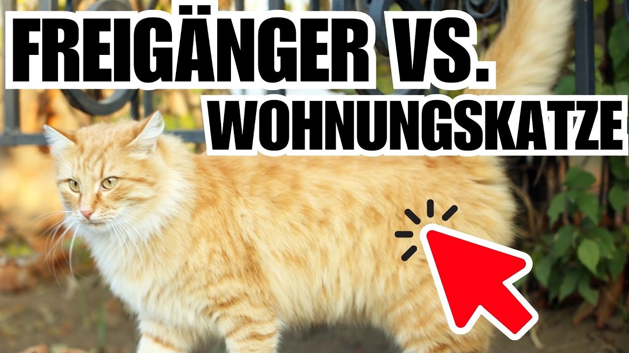 Freig&auml;nger VS. Wohnungskatze 🐈 Was ist besser?