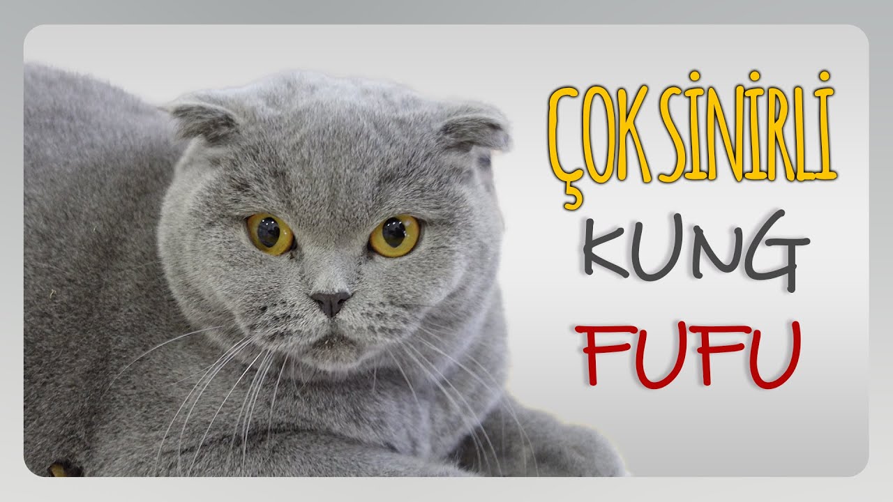 Hırçın Kedi KUNG-FUFU! (Hem Tatlı Hem Sinirli Kedi FUFU😍)