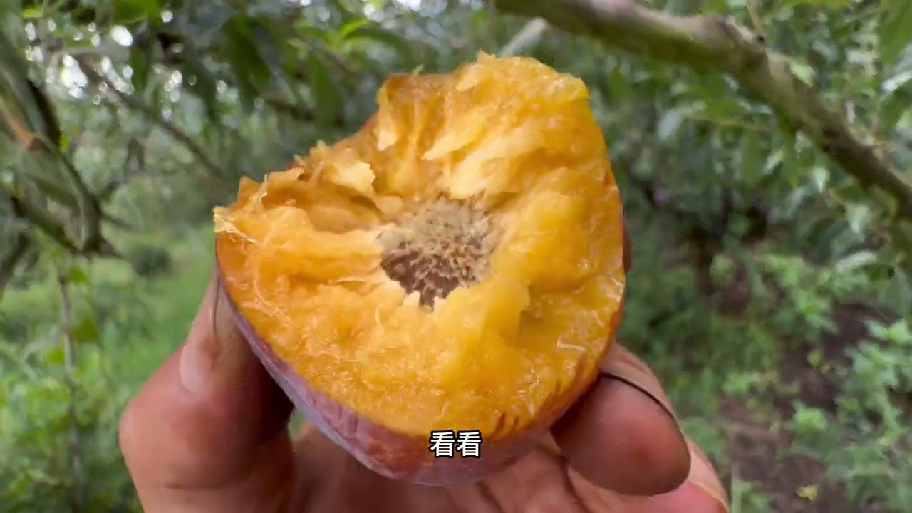 人，好久不见。 #vlog日常 #日常生活 #猫咪 #