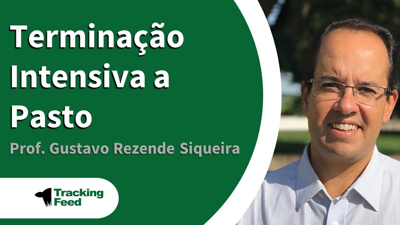 Terminação Intensiva a Pasto