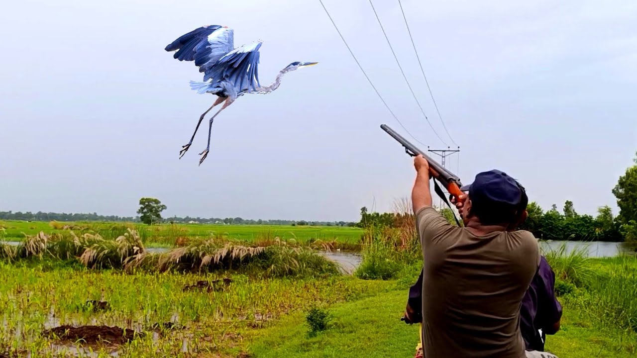 Cattle egreat birds hunting | 12 bor gun hunting | best birds hunting in Pakistan 
