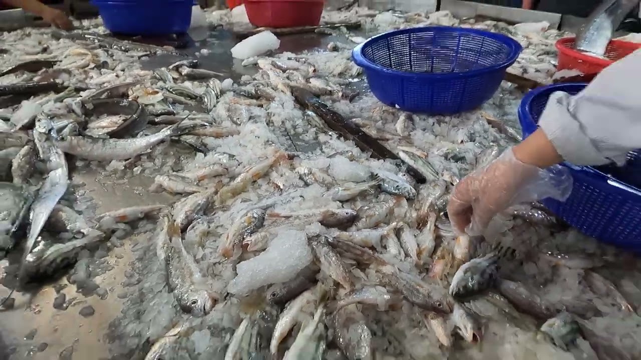 擠爆了！直擊台灣漁港活跳跳海鮮大戰，這些價格讓你不敢相信！ 明發定置漁場 fish 6