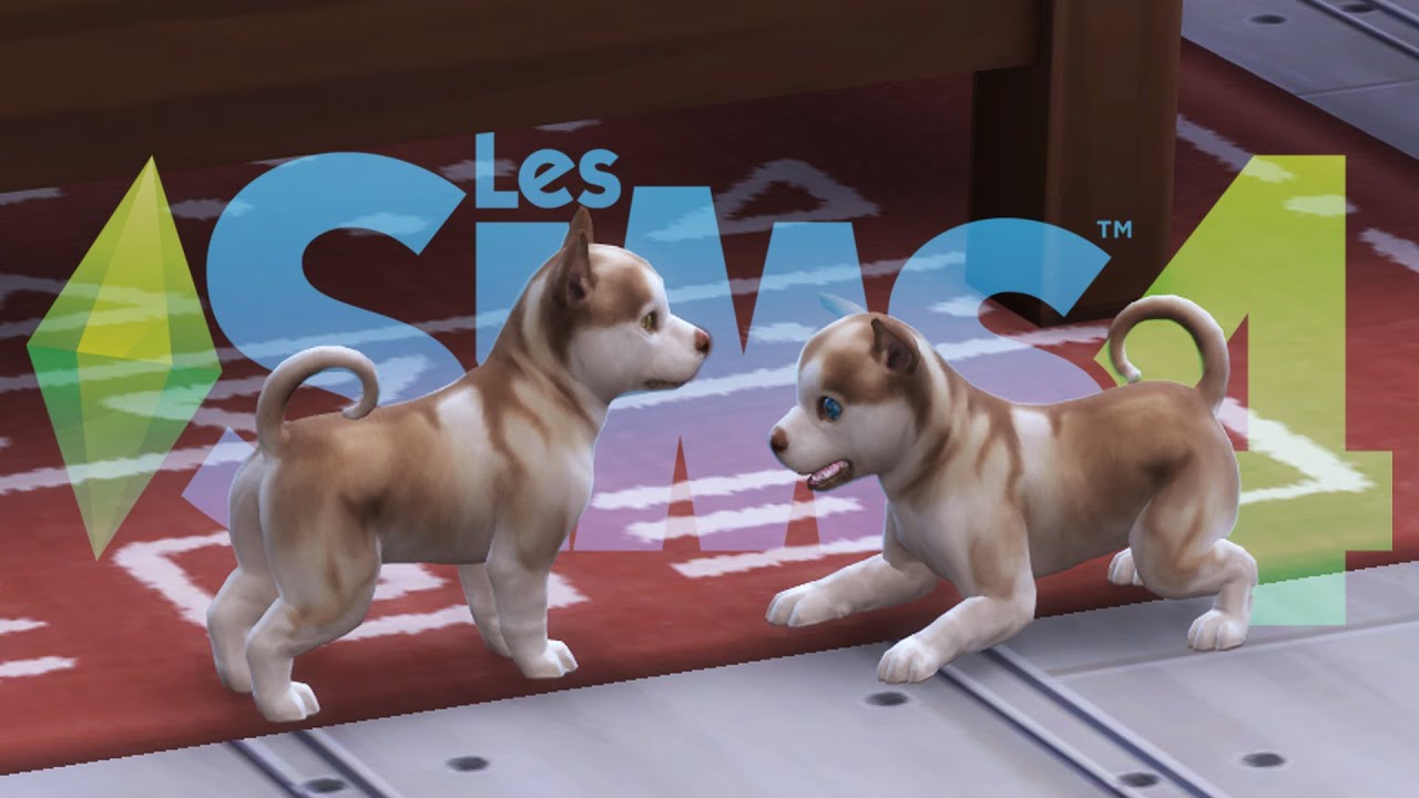 Les premiers chiots !! - 100 Bébés Animaux Challenge #2
