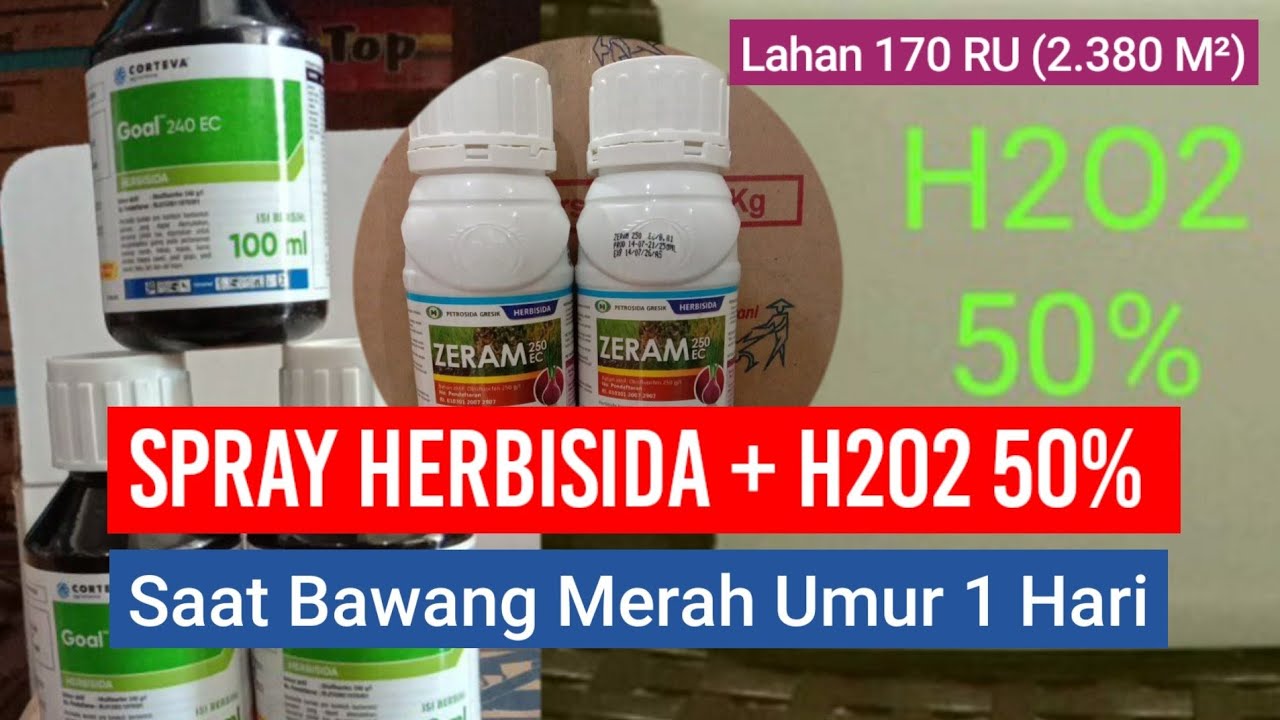 SPRAY HERBISIDA DOSIS TINGGI + H2O2 SAAT BAWANG MERAH UMUR 1 HARI