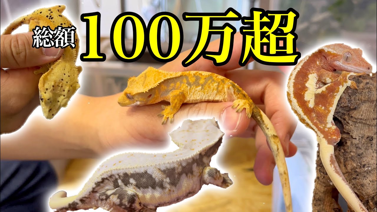 ブリーダー兼YouTuberのこだわりクレスがやばすぎた