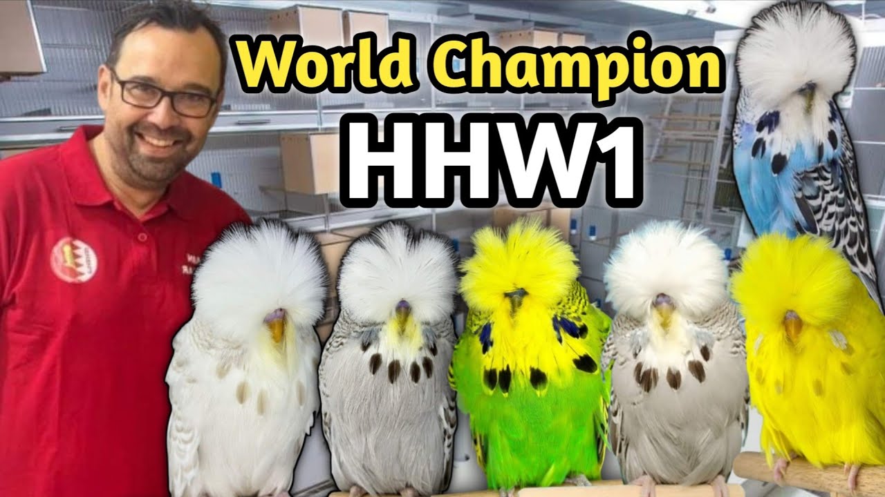 World Champion HHW1 || Maarten Heylen Show budgies || Top Exhibition Budgies