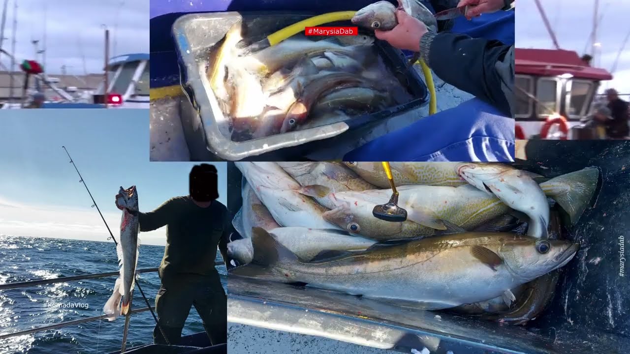 Wędkarstwo w Danii.M/S Bonito Hanstholm Gelben Riff #GelbenRiff    #YELLOWREEF   #northsee 🇩🇰  ,