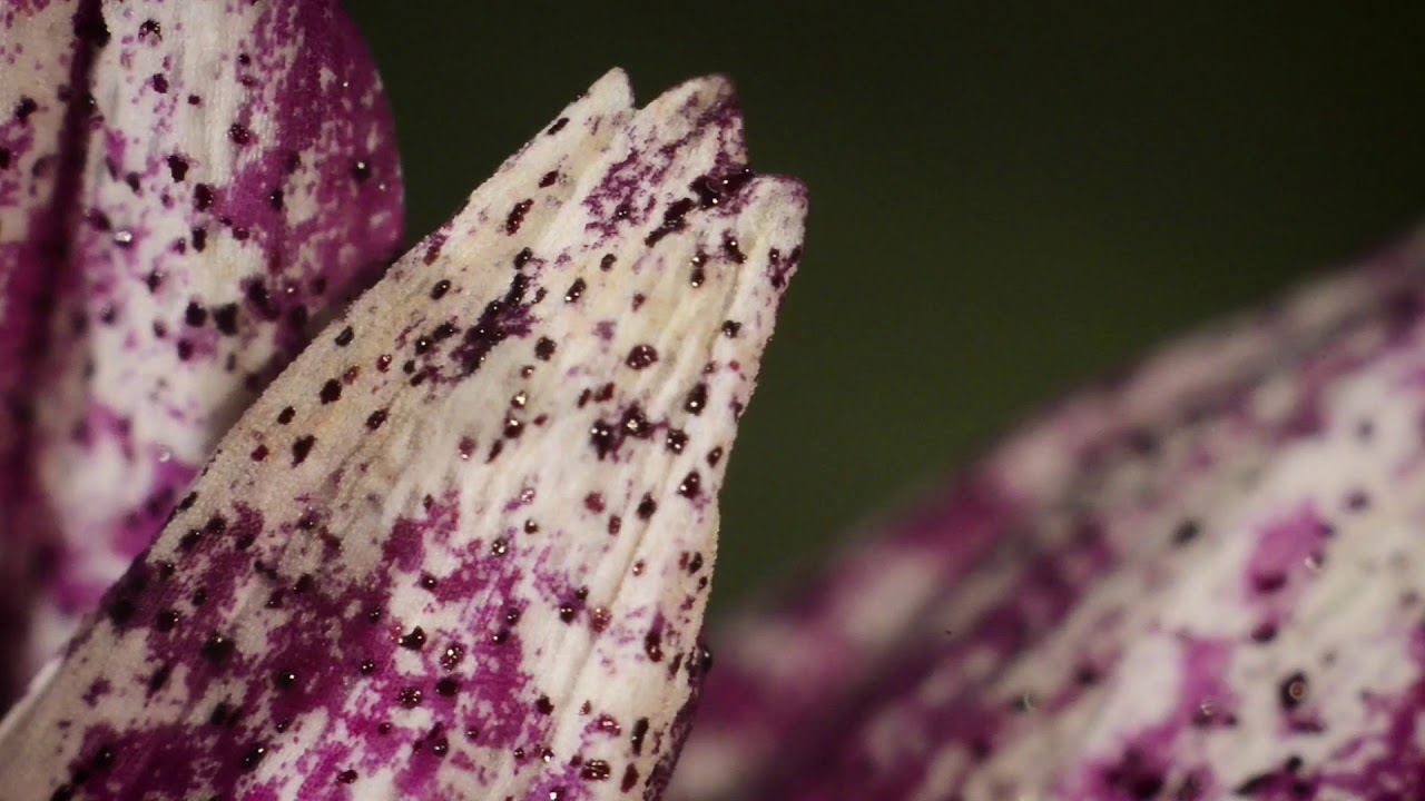 Effectieve tripsbestrijding met Mainspring