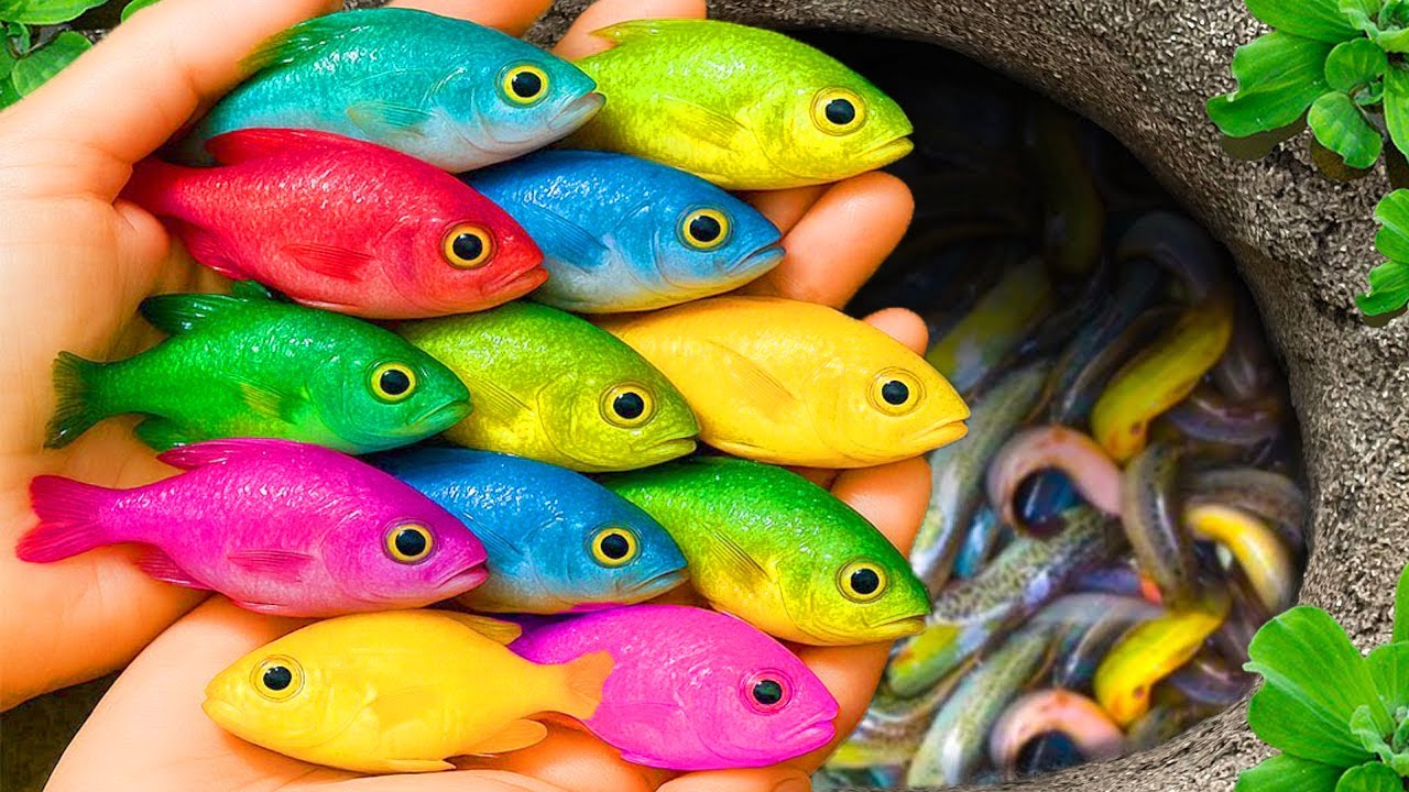 Catch beautiful aquarium fish in small pond baby turtles, eel, koi, pencil fish, nemo fish, bullfrog