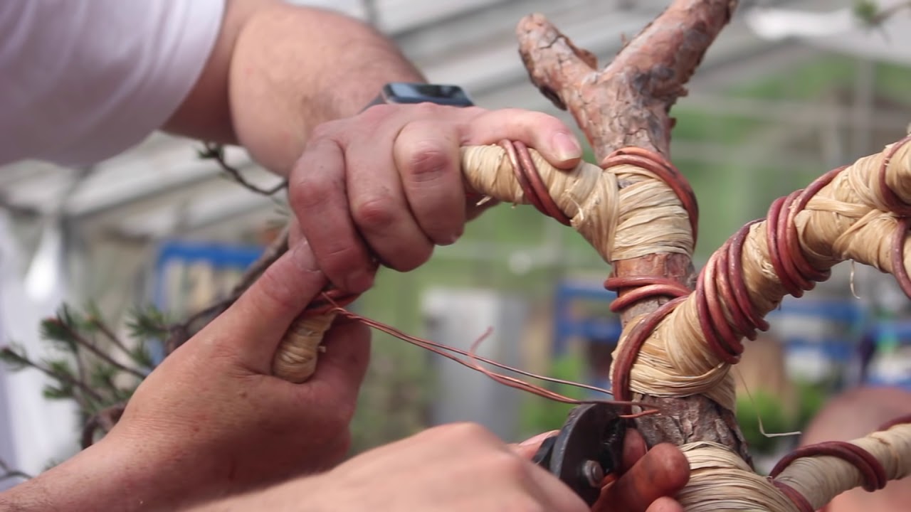 Bonsai demo by El Tim