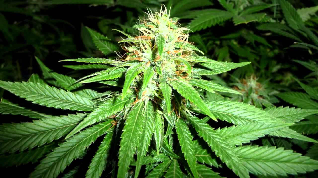 Cannabis Research   Colon and Colorectal Cancers   Cannabinoid Studies