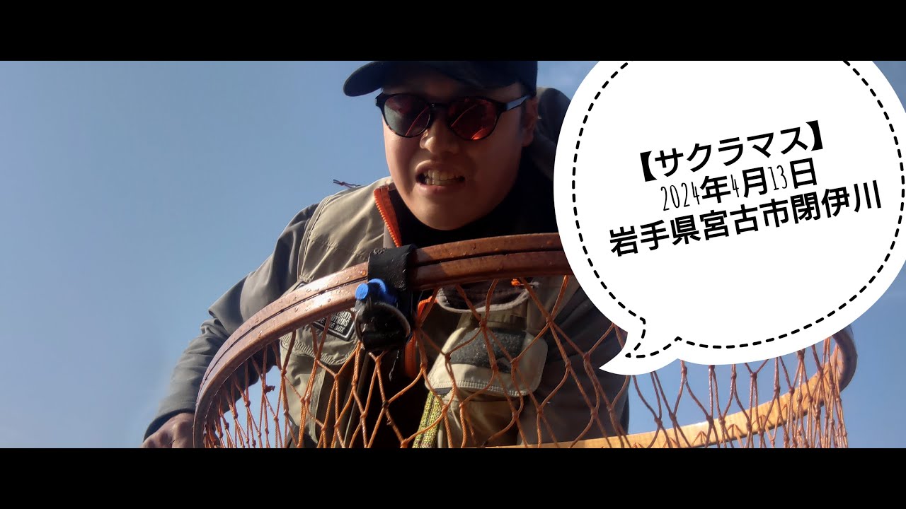 【サクラマス】 2024年4月13日　岩手県宮古市閉伊川　手が震える1匹