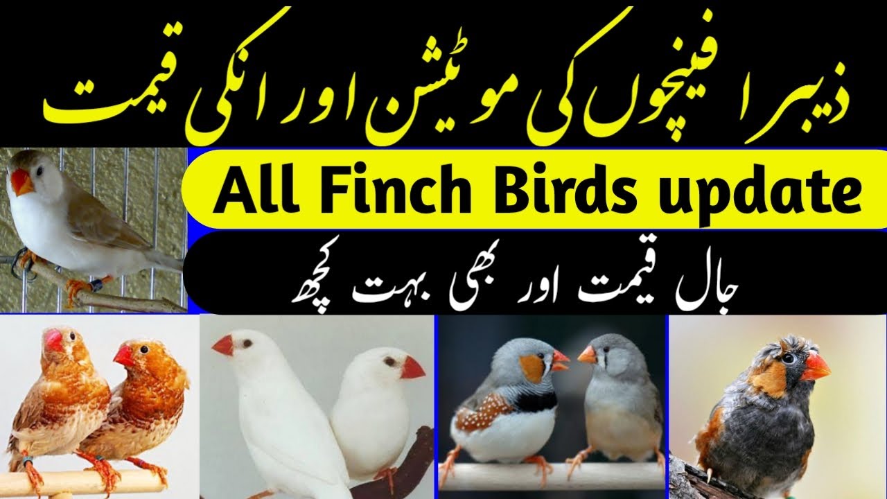 Finch Mutations Black Brusted and Orange Brusted 2021/2022/ latets update