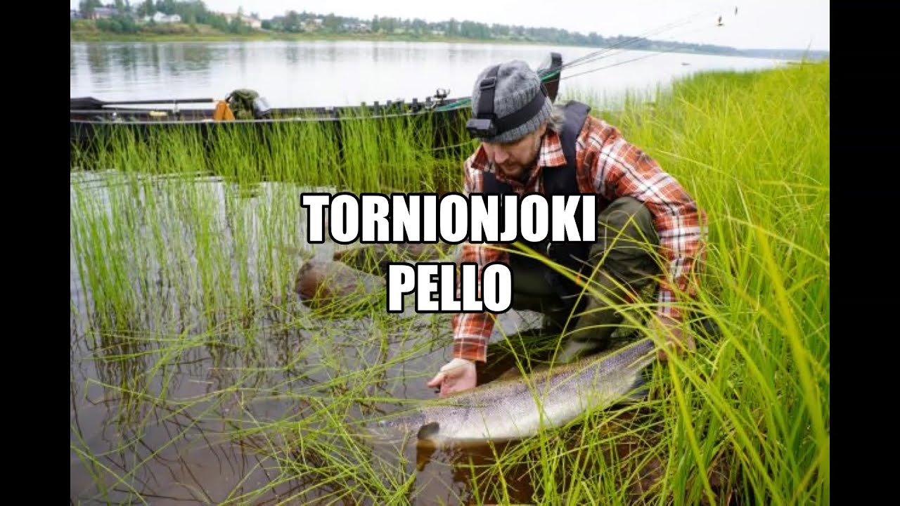 Kalastus. Lohensoutua Tornionjoella.