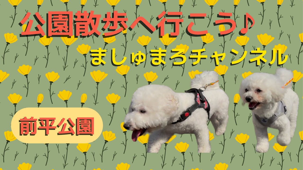 ビションフリーゼのましゅまろと公園散歩　#ビション.#もふもふ .#アフロ犬 .#わんこ 