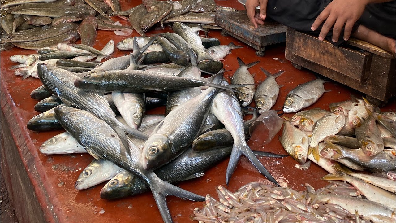 Karachi Bengali Fish Market 100 Quarter 