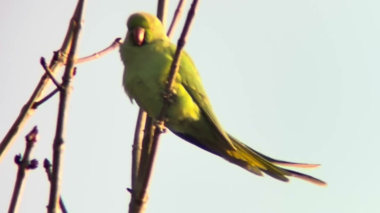 善福寺公園　ワカケホンセイインコ
