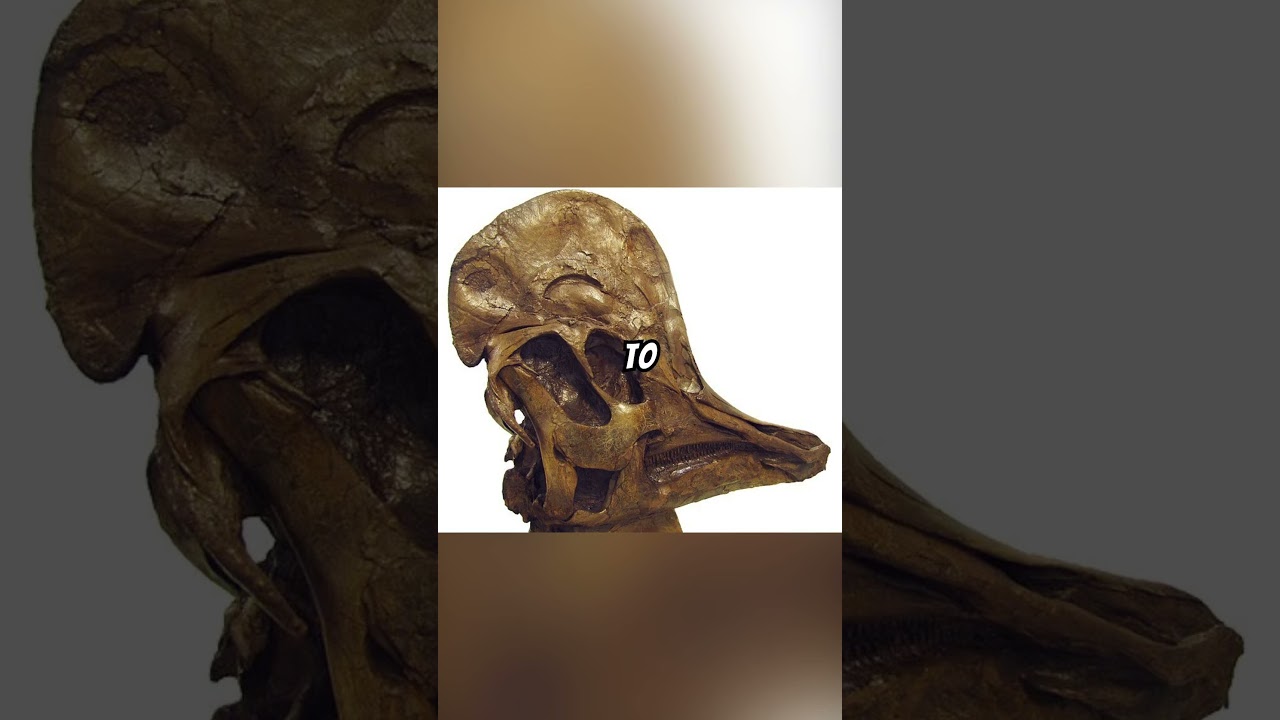 Corythosaurus Explained... 🦖🎭🔊🎶 #explained#dinosaur#prehistoric #dinosaurbones#science#history#fyp