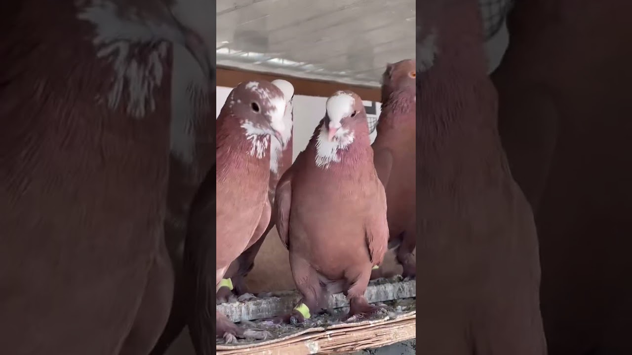 شاهدو هاي 50 فحل و38 طيره ستندر لاعبات ويه عادل العصبجي 