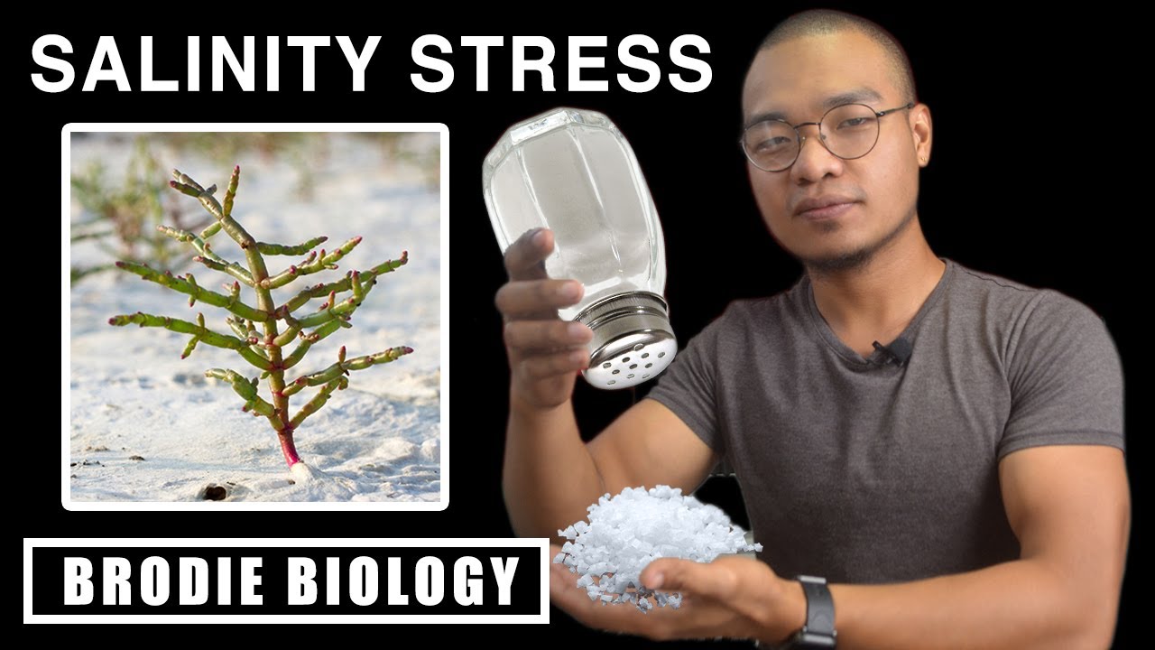 PLANT STRESS PHYSIOLOGY - SALINITY STRESS