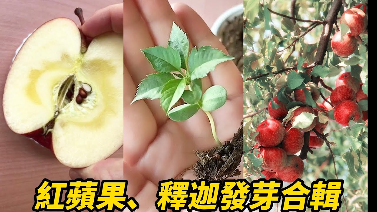 紅蘋果、釋迦發芽合輯 | Red apple, custard apple sprout compilation