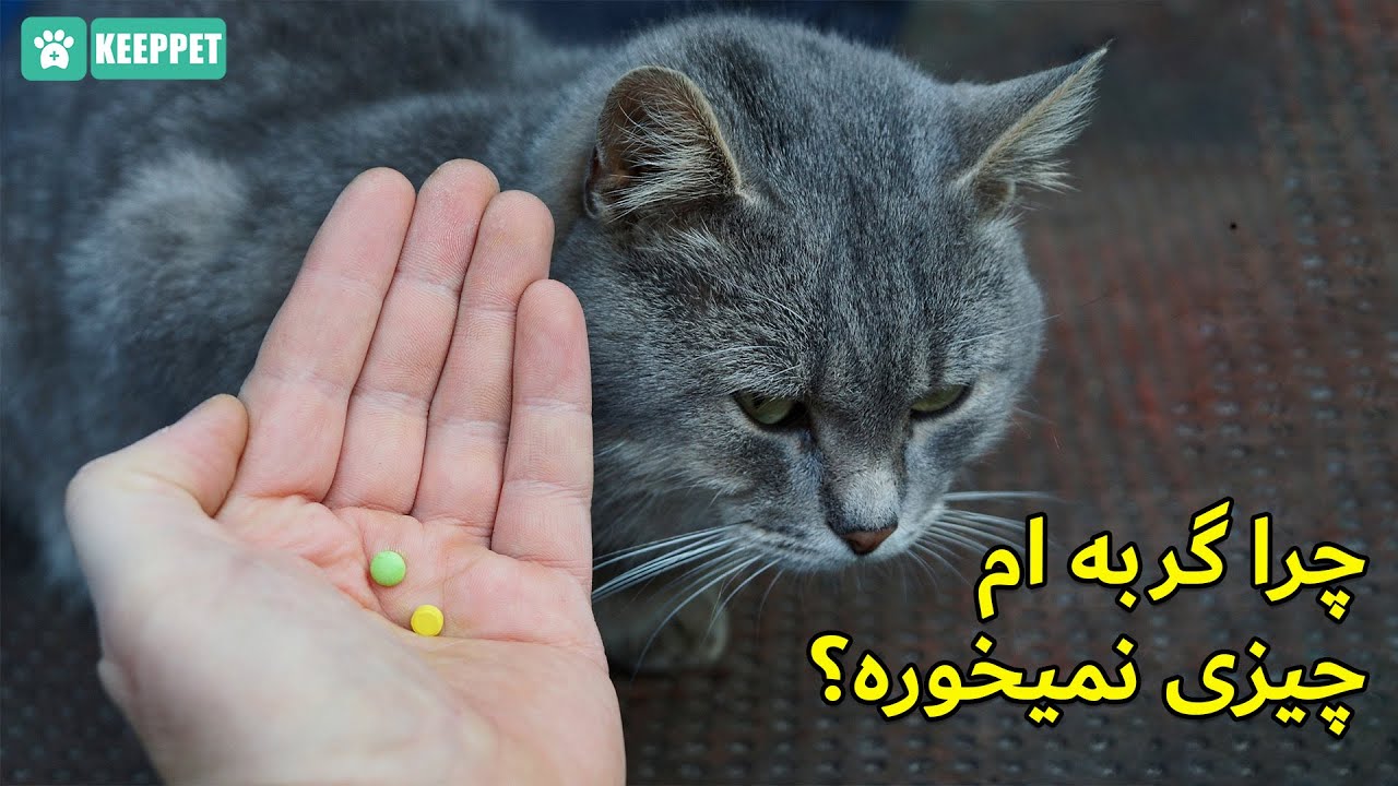 چرا گربه ام چیزی نمیخوره؟ علت بی اشتهایی گربه و روش درمان