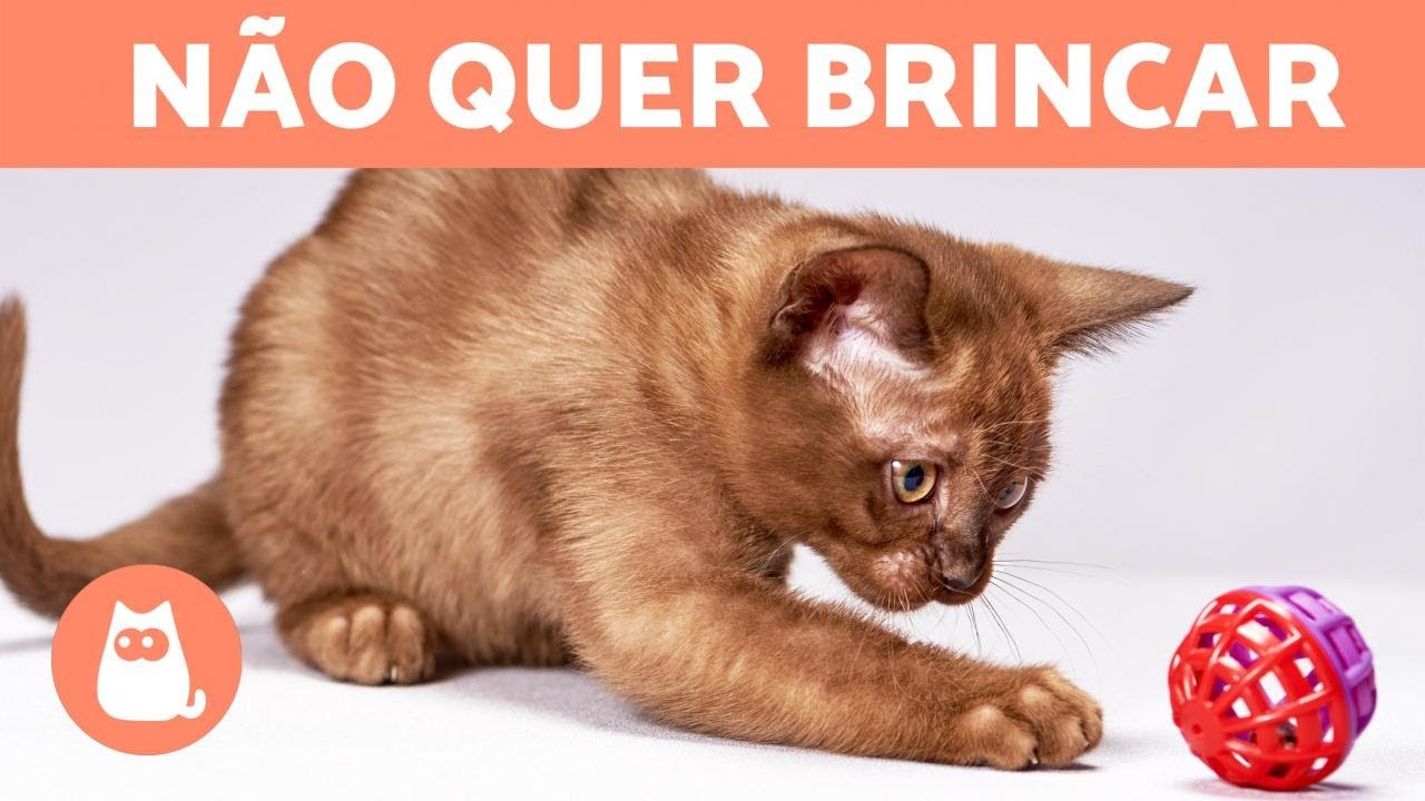 Por que meu GATO não quer BRINCAR? 🧶🐈 (causas e o que fazer)