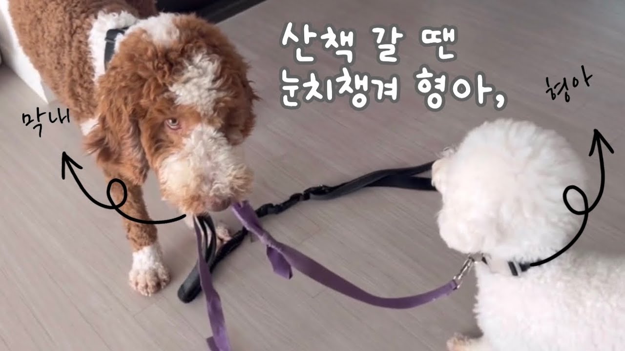 막내가 된 마로와 산책일상♪ 빠르고 짧게 엿보는 구루마로 산책일상 | 대형견산책 / 파양견입양 | 강아지일상 브이로그 | [구루마로vlog]