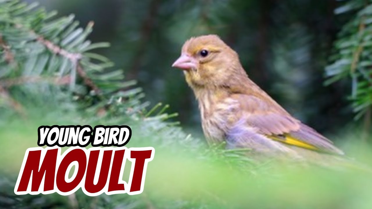 HELPING Young Birds through the MOULT