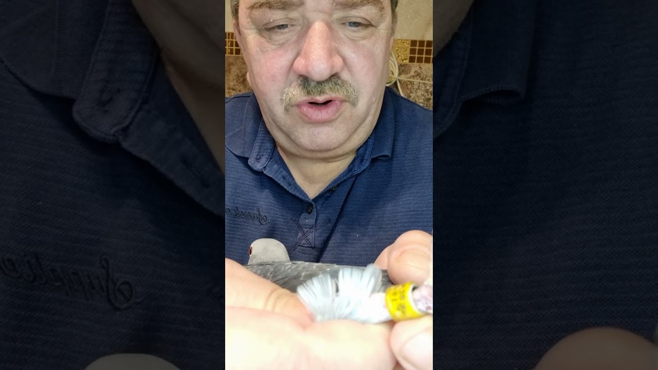 Femelles Stichelbaut Frans Labeeuw