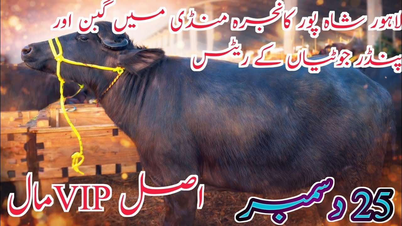 Today's Lahore Cow Mandi Vip young jotian/Cross-able Jotian Kattian/(Buffalo) Farming 