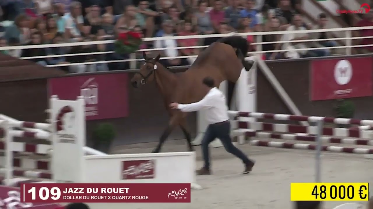 Dollar Du Rouet - Stallion 2023