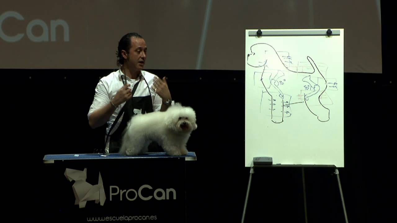 Seminarios PROPET PROCAN: Master Class, Técnica Tijera y Estructura