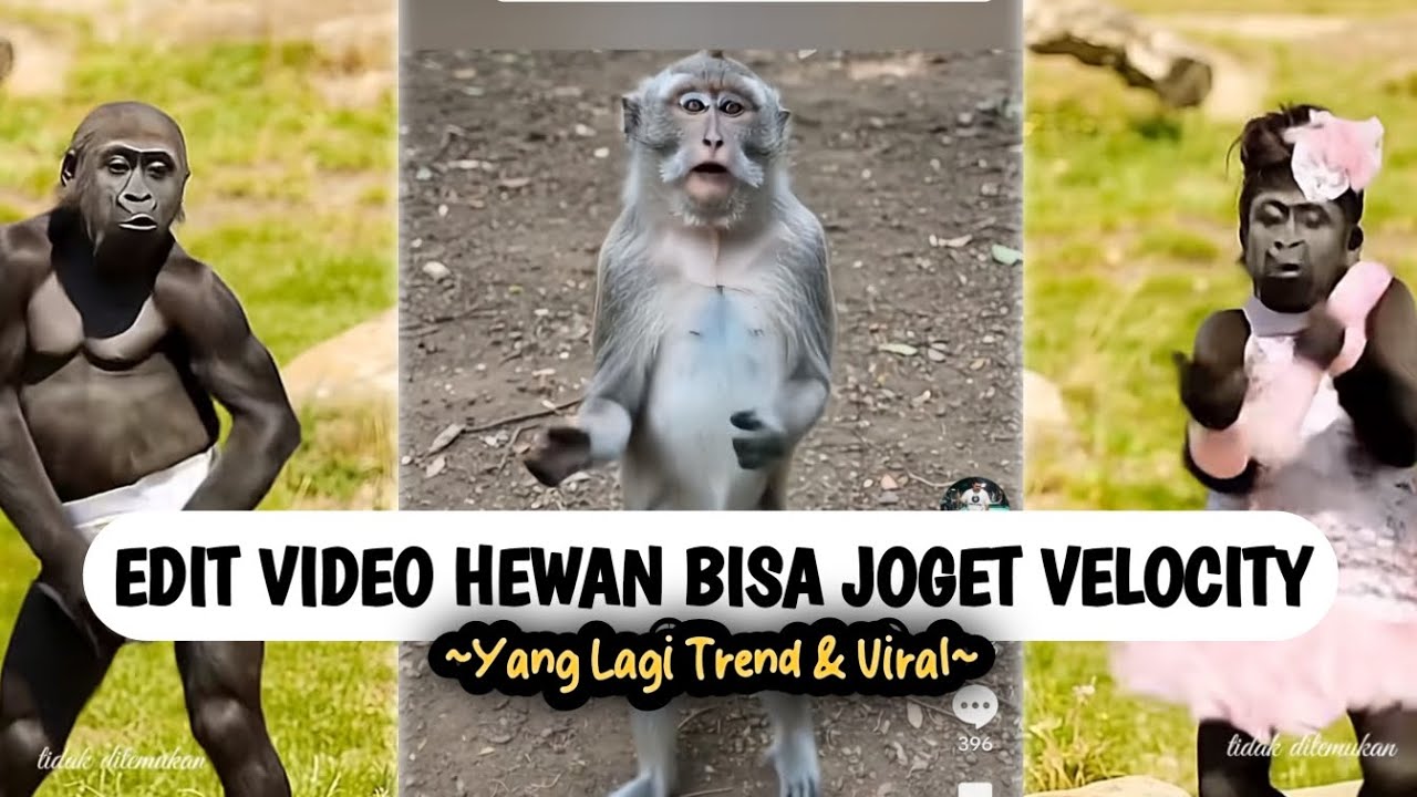 Lagi Viral❗️Cara Edit Video Hewan Bisa Joget Velocity