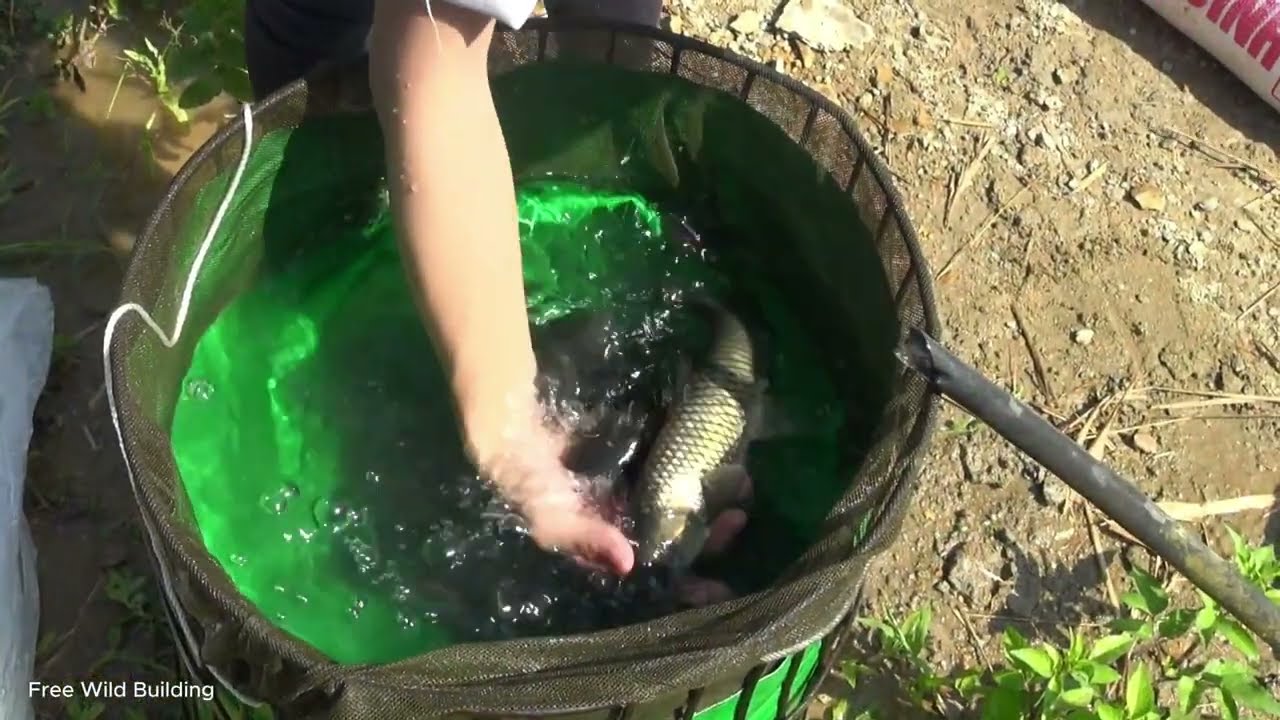 Single mother - Returning fish to the pond to harvest rice for food