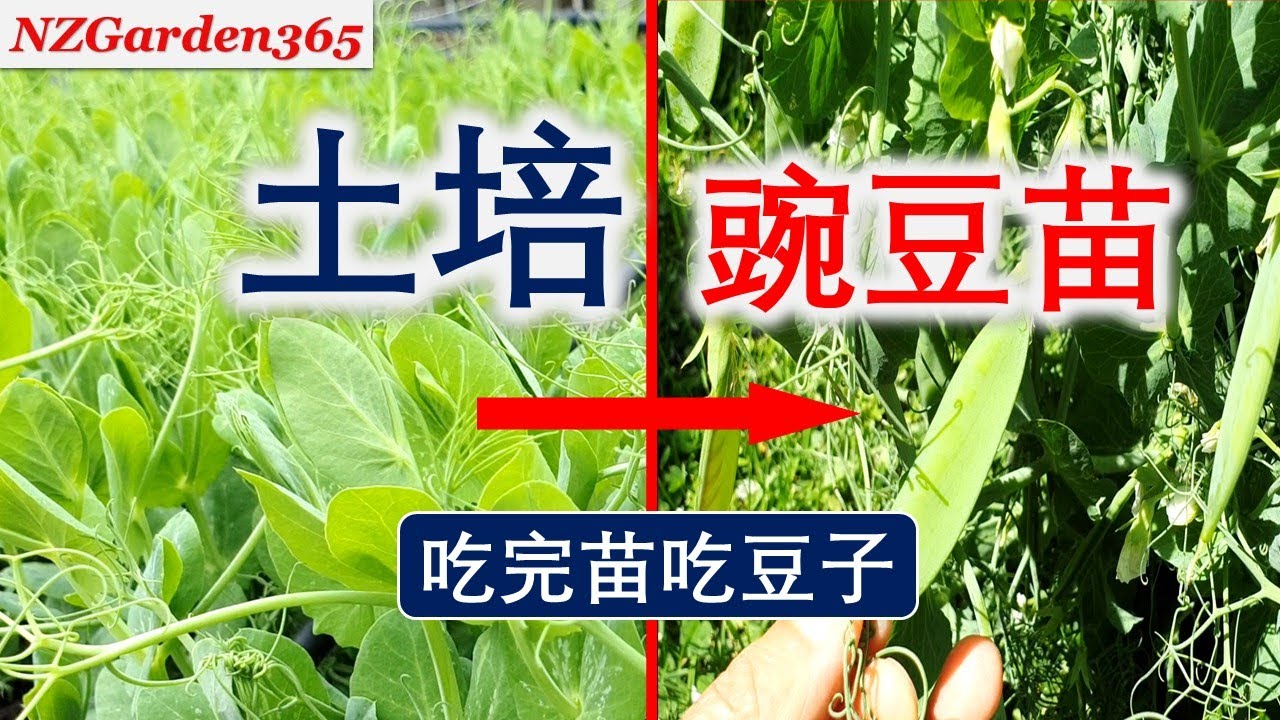 豌豆苗土培，吃完苗再吃豆，为什么豆子这么小？| 豆子品种 | 采摘时间