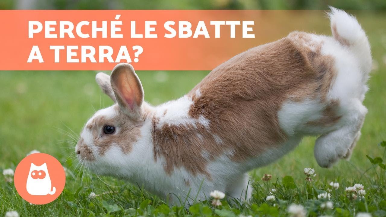 Perché il mio CONIGLIO SBATTE le ZAMPE a terra? 🐰 (3 motivi)