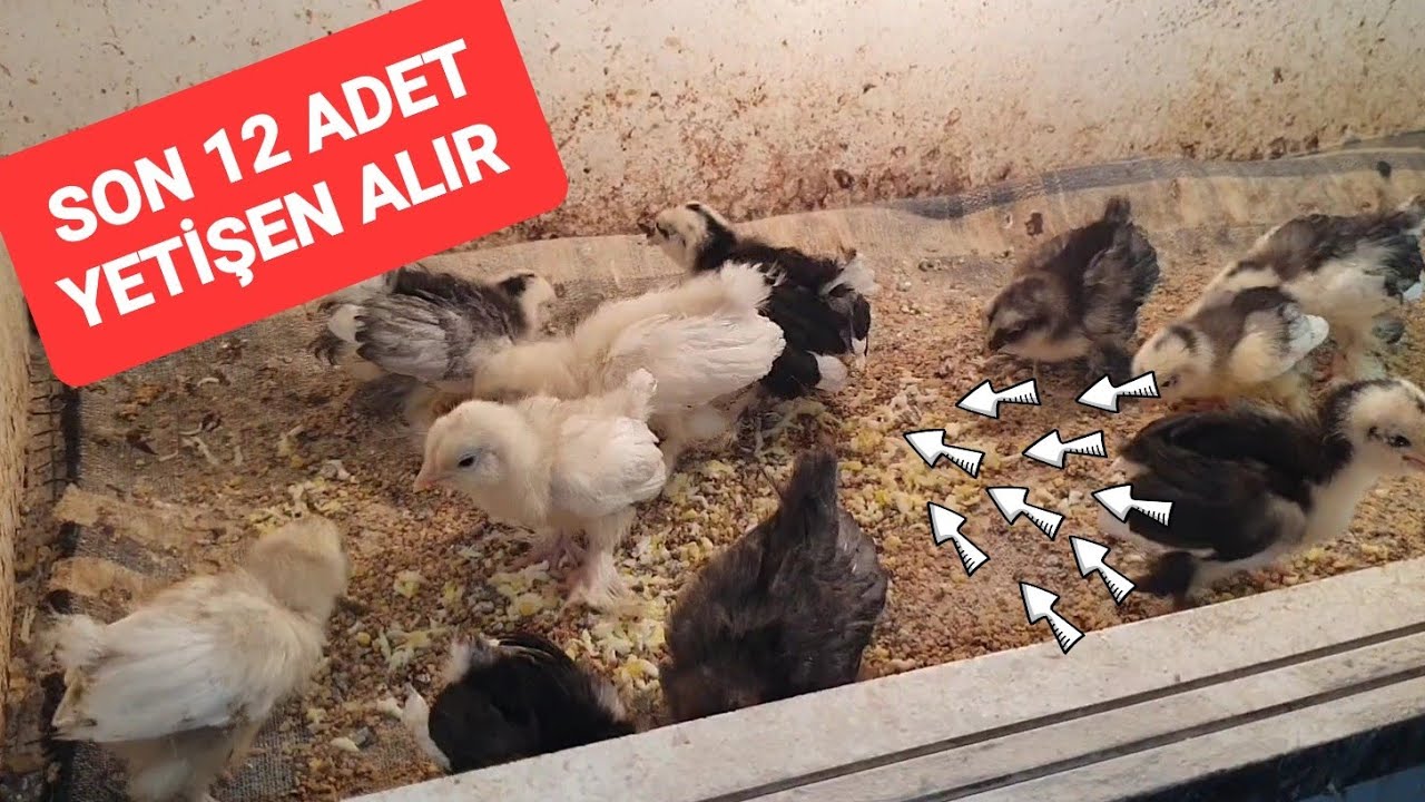 TAVUK VE CİVCİVLERE ISLAK BULGUR VE YUMURTA VERDİM 
