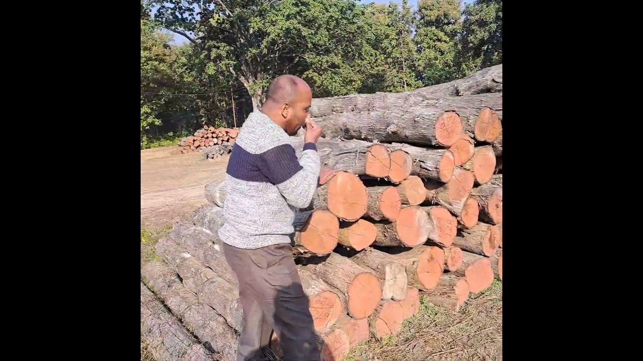 Uttarakhand Teak wood round logs. Mobile no.8445303859.