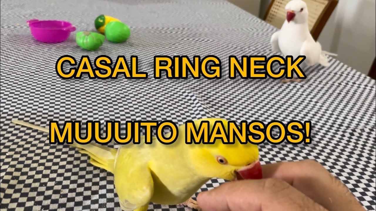 Casal Ring Neck Pet - Th&eacute;o e Sol