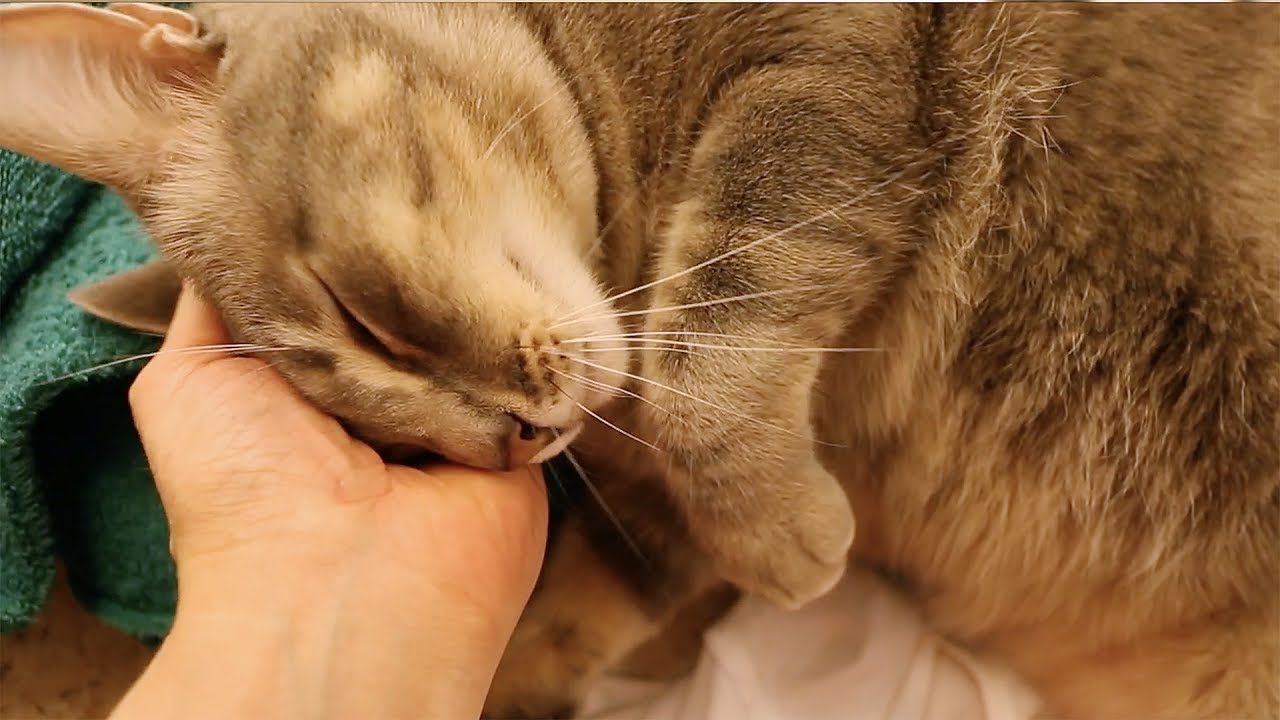 The Cuddliest Cat in the World Begs for Pets