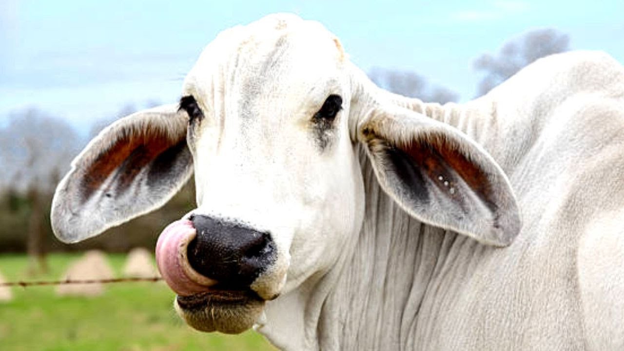 WHITE COW