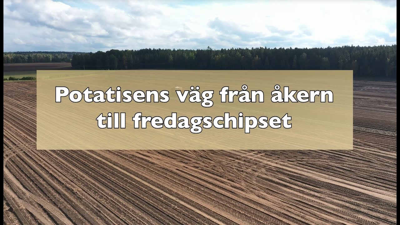 Potatisens väg från åkern till fredagschipset