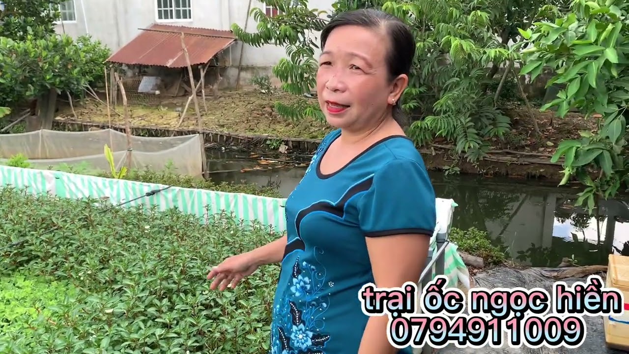 mô hình nuôi ốc trên bể bạc , hiệu quả 100%
