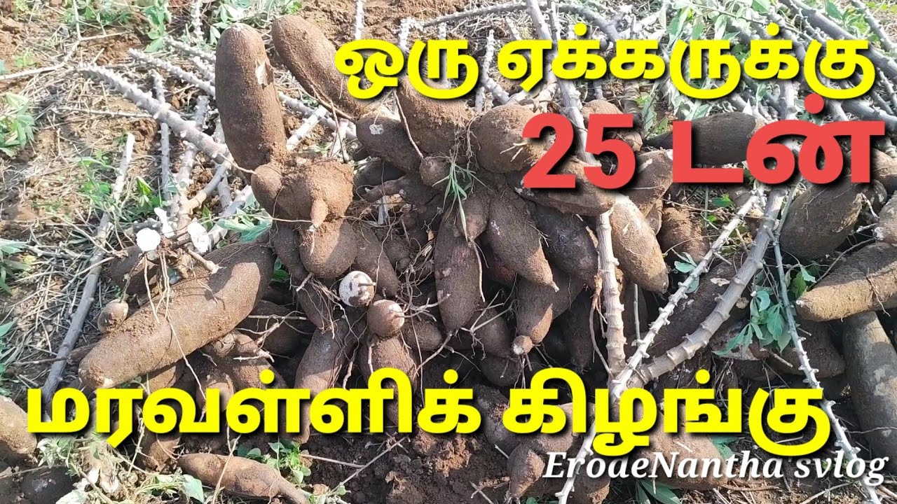மரவள்ளி கிழங்கு ஒரு ஏக்கர் 25 டன்