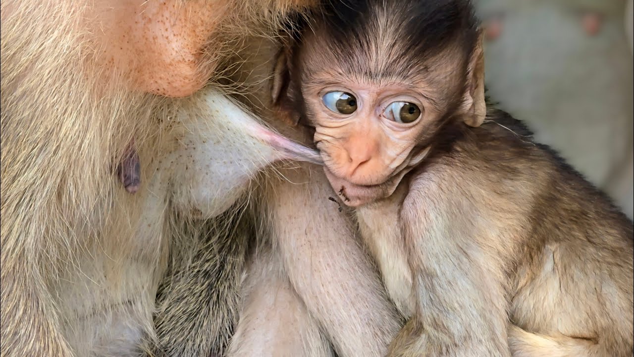 This adorable little monkey is amazing, it took a long bite to pull its mother's nipple