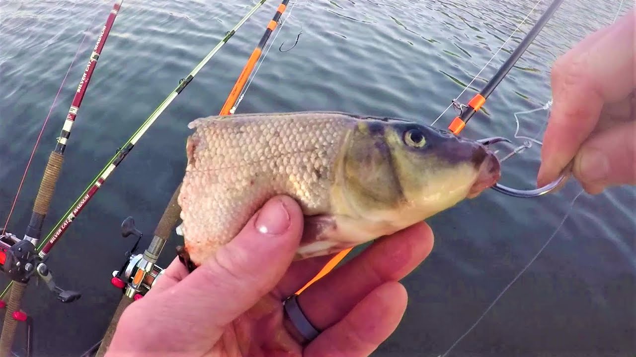 Catfishing a Power Plant Lake in the Winter!! (Big Fish)