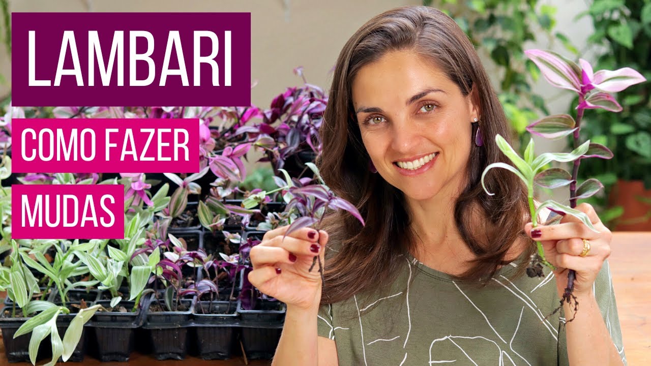 LAMBARI 🌿 COMO FAZER MUDAS, PODA e REPLANTE 🌱