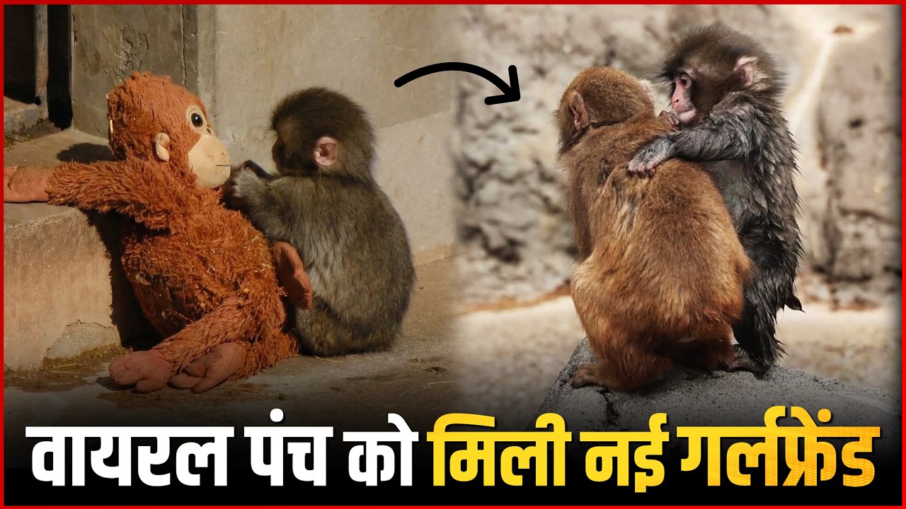 Full Video: Baby Monkey Punch Finds Love! Meets New Girlfriend Momo Chan ❤️